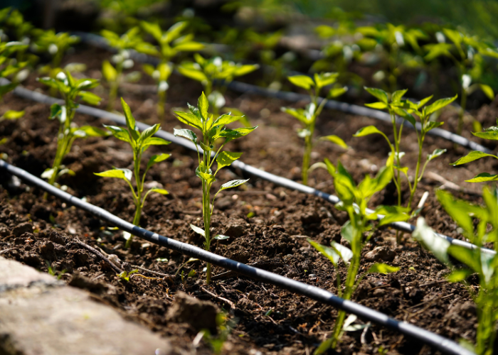 The Comprehensive Guide to Drip Irrigation Systems: Maximizing Efficiency in Water Use