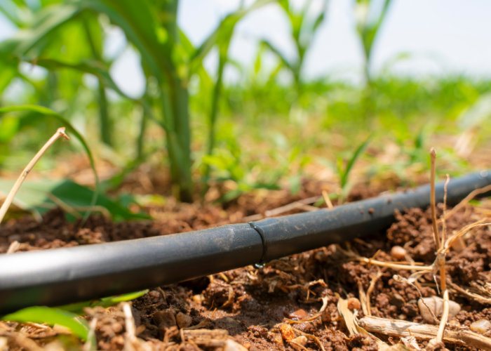 Unveiling the Efficiency of Drip Irrigation Systems: A Sustainable Approach to Modern Farming and Gardening